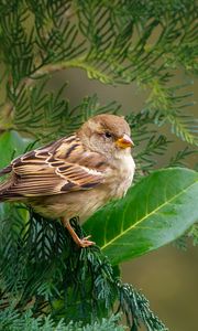 Preview wallpaper sparrow, bird, branch, wildlife