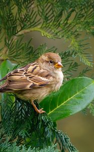 Preview wallpaper sparrow, bird, branch, wildlife