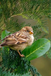 Preview wallpaper sparrow, bird, branch, wildlife