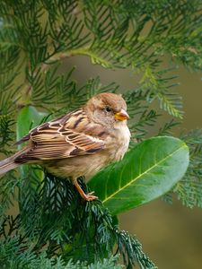 Preview wallpaper sparrow, bird, branch, wildlife