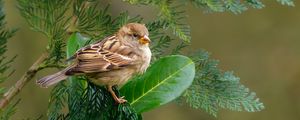 Preview wallpaper sparrow, bird, branch, wildlife