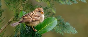 Preview wallpaper sparrow, bird, branch, wildlife