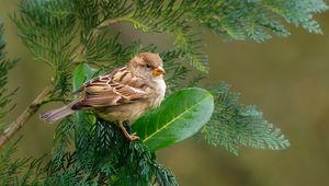 Preview wallpaper sparrow, bird, branch, wildlife