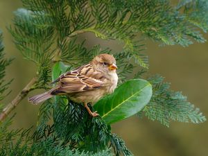 Preview wallpaper sparrow, bird, branch, wildlife