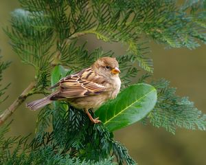 Preview wallpaper sparrow, bird, branch, wildlife