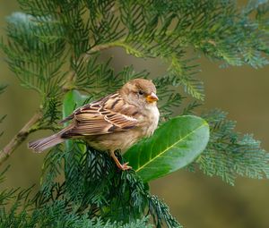 Preview wallpaper sparrow, bird, branch, wildlife