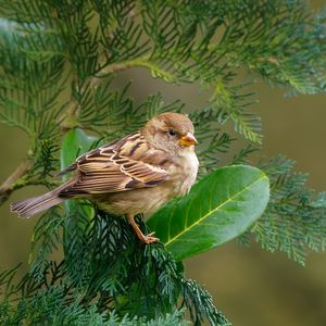 Preview wallpaper sparrow, bird, branch, wildlife