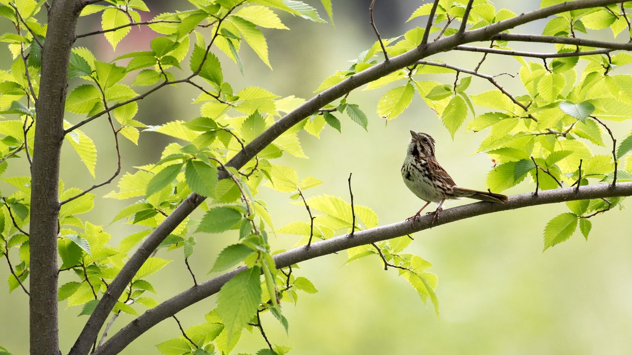 Wallpaper sparrow, bird, branch, leaves