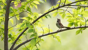 Preview wallpaper sparrow, bird, branch, leaves