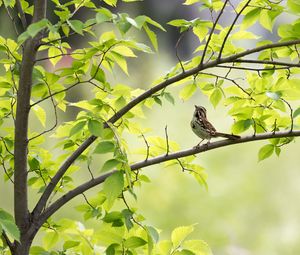 Preview wallpaper sparrow, bird, branch, leaves