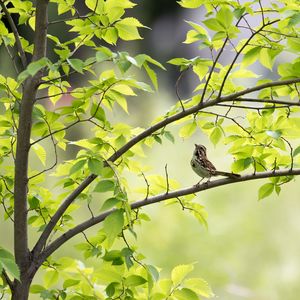 Preview wallpaper sparrow, bird, branch, leaves