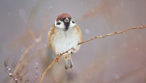 Preview wallpaper sparrow, bird, branch, winter, snow