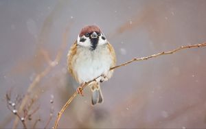 Preview wallpaper sparrow, bird, branch, winter, snow