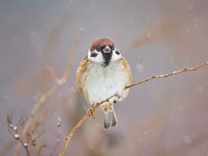 Preview wallpaper sparrow, bird, branch, winter, snow