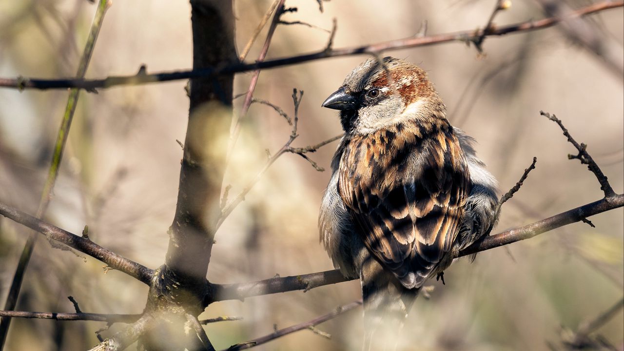 Wallpaper sparrow, bird, branch