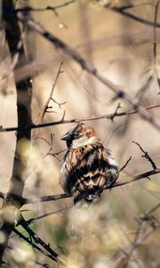 Preview wallpaper sparrow, bird, branch