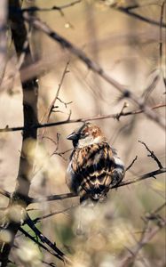 Preview wallpaper sparrow, bird, branch