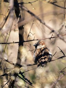 Preview wallpaper sparrow, bird, branch