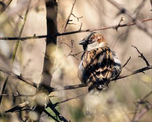 Preview wallpaper sparrow, bird, branch