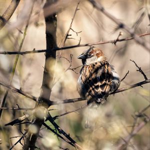 Preview wallpaper sparrow, bird, branch