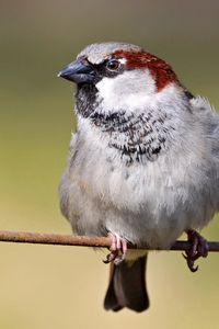 Preview wallpaper sparrow, bird, branch, sit