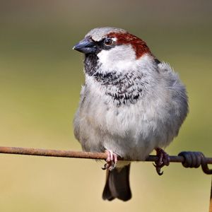 Preview wallpaper sparrow, bird, branch, sit