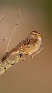 Preview wallpaper sparrow, bird, branch, brown, blur