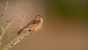 Preview wallpaper sparrow, bird, branch, brown, blur