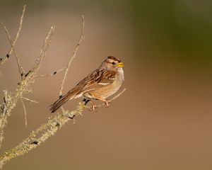 Preview wallpaper sparrow, bird, branch, brown, blur