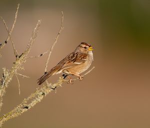 Preview wallpaper sparrow, bird, branch, brown, blur