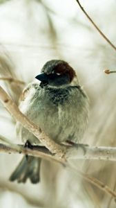 Preview wallpaper sparrow, bird, branch, sit