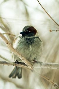 Preview wallpaper sparrow, bird, branch, sit