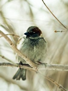 Preview wallpaper sparrow, bird, branch, sit