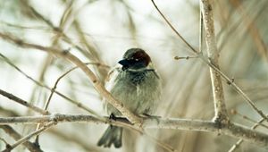 Preview wallpaper sparrow, bird, branch, sit