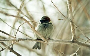 Preview wallpaper sparrow, bird, branch, sit