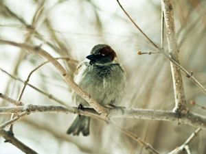 Preview wallpaper sparrow, bird, branch, sit