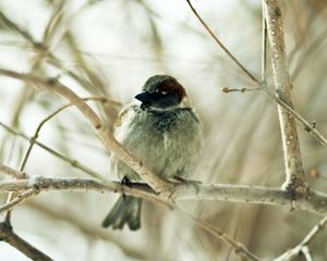 Preview wallpaper sparrow, bird, branch, sit