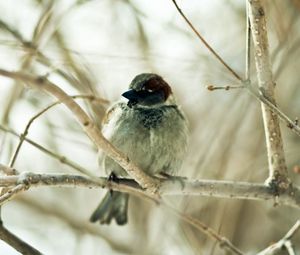 Preview wallpaper sparrow, bird, branch, sit