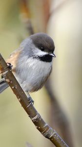 Preview wallpaper sparrow, bird, branch, sit