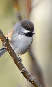 Preview wallpaper sparrow, bird, branch, sit
