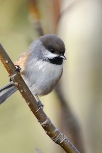 Preview wallpaper sparrow, bird, branch, sit