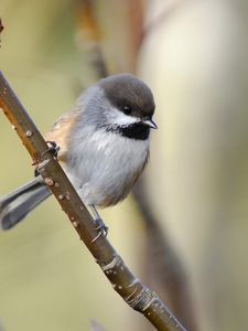 Preview wallpaper sparrow, bird, branch, sit