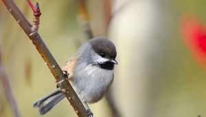 Preview wallpaper sparrow, bird, branch, sit