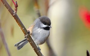 Preview wallpaper sparrow, bird, branch, sit