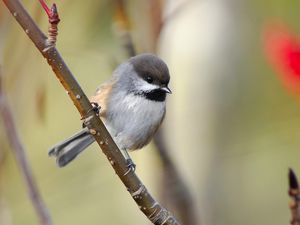 Preview wallpaper sparrow, bird, branch, sit