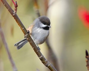 Preview wallpaper sparrow, bird, branch, sit