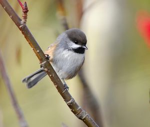 Preview wallpaper sparrow, bird, branch, sit