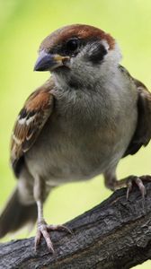 Preview wallpaper sparrow, bird, branch, sit