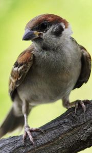 Preview wallpaper sparrow, bird, branch, sit