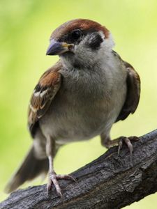 Preview wallpaper sparrow, bird, branch, sit